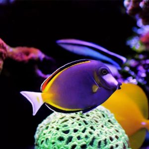 Powder Brown Tang (Acanthurus japonicus) (Medio)