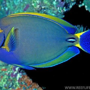 Dussumieri Tang (Acanthurus dussumieri) (Pequeno)