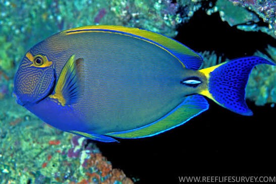 Dussumieri Tang (Acanthurus dussumieri) (Pequeno)