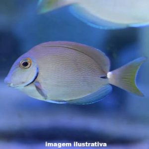 Bahianus Tang Nacional (Acanthurus bahianus)
