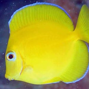 Tang Nacional Acanthurus coeruleus