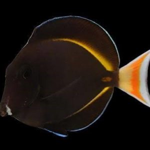 Achilles Hybrid Tang (Acanthurus achilles x Acanthurus nigricans)
