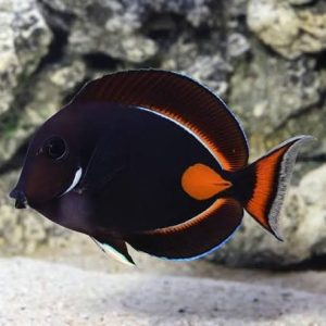 Achilles Tang - Acanthurus achilles (pequeno e raro)
