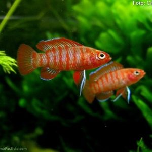 Badis Escarlate (Dario dario)