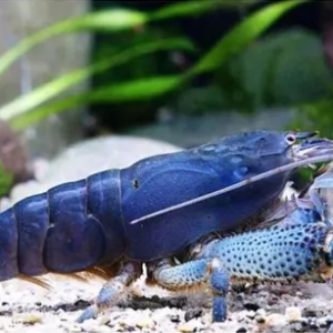 Mini Lagosta Filtradora 6cm