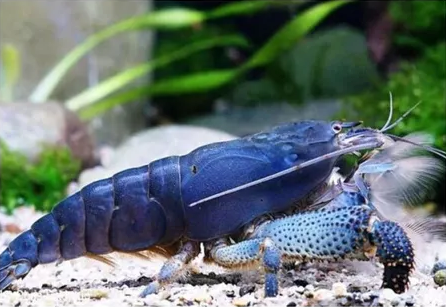 Mini Lagosta Filtradora 6cm
