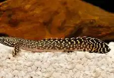 Polypterus ornatipinnis 30-35cm - Imagem 2