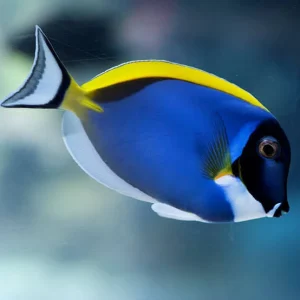 Powder Blue Tang - Acanthurus leucosternon