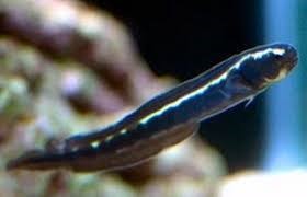 Goby Engenheiro (JUVENIL) - Pholidichthys leucotaenia