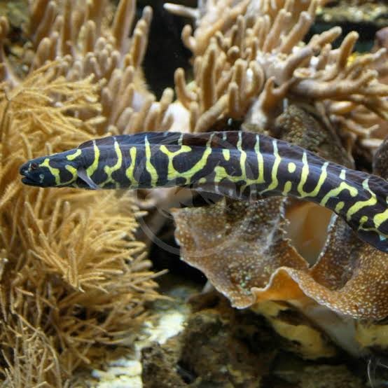 Goby Engenheiro (JUVENIL) - Pholidichthys leucotaenia - Imagem 2