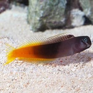 Blênio Bicolor - Ecsenius bicolor