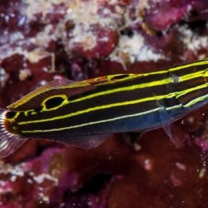 Hector Goby - Koumansetta hectori