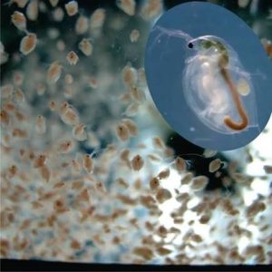 Start de Daphnia magna (pulga-de-água)