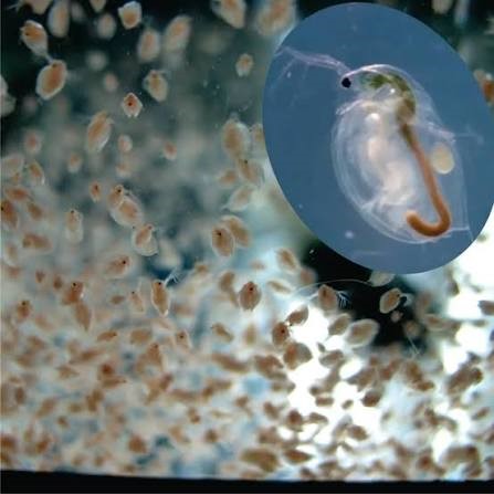 Start de Daphnia magna (pulga-de-água)