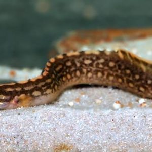 Moreia Unicolor Eel - Mastacembelus unicolor