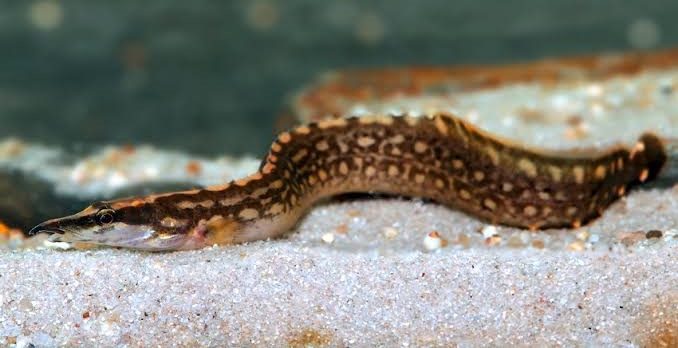 Moreia Unicolor Eel - Mastacembelus unicolor