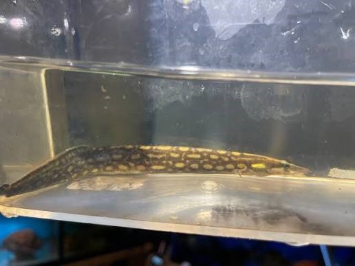 Moreia Unicolor Eel - Mastacembelus unicolor - Imagem 2