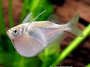 Peixe Borboleta Papuda Branca