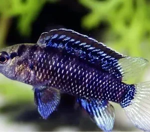 Badis Azul - Badis badis