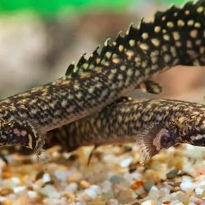 Polypterus ornatipinnis 8-10cm
