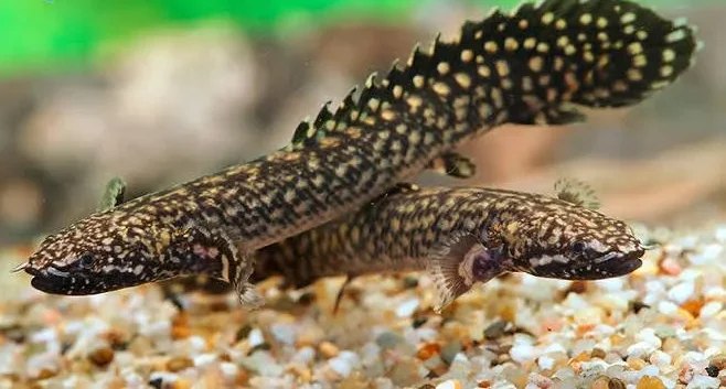 Polypterus ornatipinnis 30-35cm
