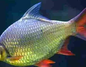 Barbo Tinfoil 5-6cm - Barbonymus schwanenfeldii