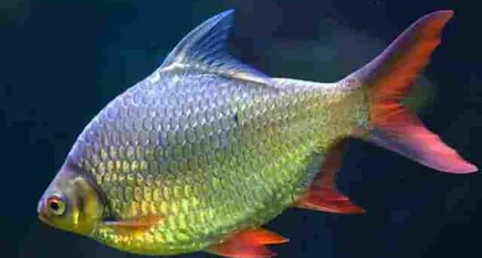 Barbo Tinfoil 5-6cm - Barbonymus schwanenfeldii