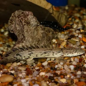 Polypterus bichir 10-15cm