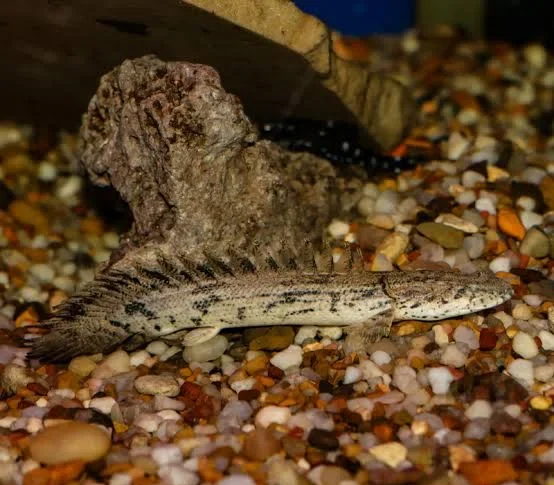 Polypterus bichir 10-15cm