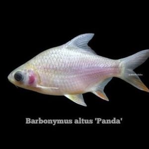 Barbo Tinfoil Panda 10-12cm (Barbonymus schwanenfeldii)