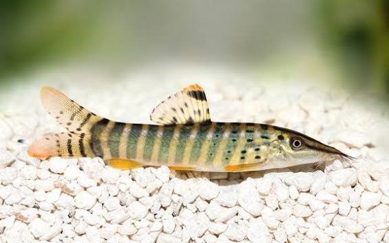 Botia Red Fin Tiger - Syncrossus berdmorei - Imagem 2
