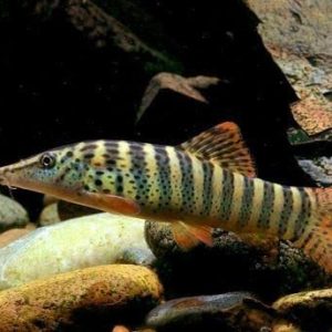 Botia Red Fin Tiger - Syncrossus berdmorei