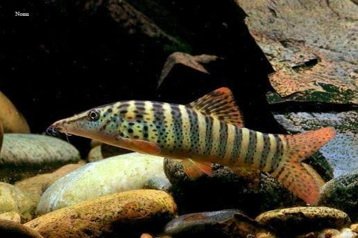 Botia Red Fin Tiger - Syncrossus berdmorei