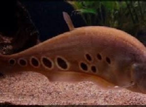 Peixe Faca Palhaço Chocolate 8cm (Chitala ornata)