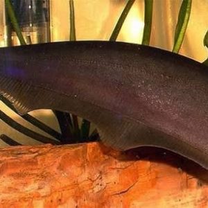 Faca Fantasma Negro (Apteronotus albifrons)