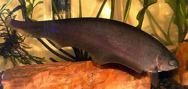 Faca Fantasma Negro (Apteronotus albifrons)