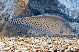 Peixe Faca Royal 8-11cm (Chitala blanci)