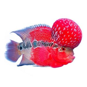 Flower Horn Big Kok 7-9cm