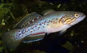 Goby Estriado Purple Striped Gudgeon 4 a 5 cm - Imagem 2