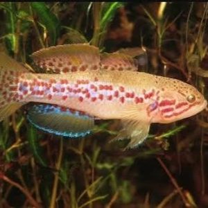 Goby Estriado Purple Striped Gudgeon 4 a 5 cm