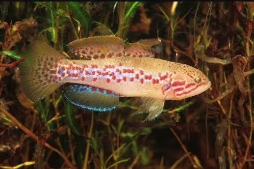 Goby Estriado Purple Striped Gudgeon 4 a 5 cm