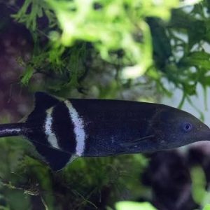 Peixe-Elefante (Gnathonemus petersii)