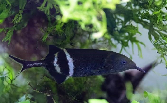 Peixe-Elefante (Gnathonemus petersii)