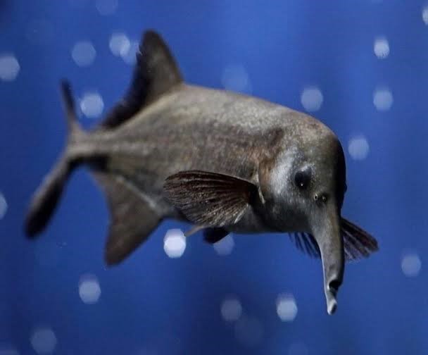 Peixe-Elefante (Gnathonemus petersii) - Imagem 3