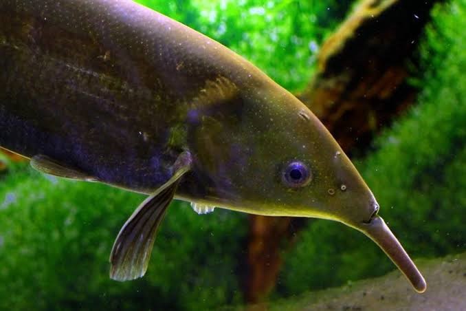 Peixe-Elefante (Gnathonemus petersii) - Imagem 2