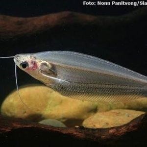 Peixe Gato Vidro Striped 4-6cm (Kryptopterus vitreolus)