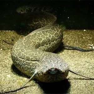 Peixe Pulmonado Protopterus 20-27cm