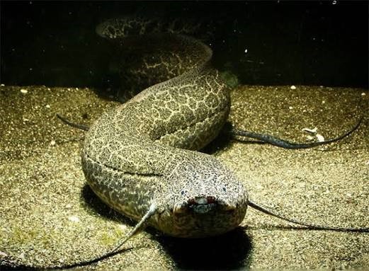Peixe Pulmonado Protopterus 20-27cm