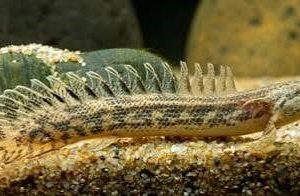 Polypterus ansorgii 10-12cm (bichir-guineense)
