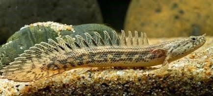 Polypterus ansorgii 10-12cm (bichir-guineense)